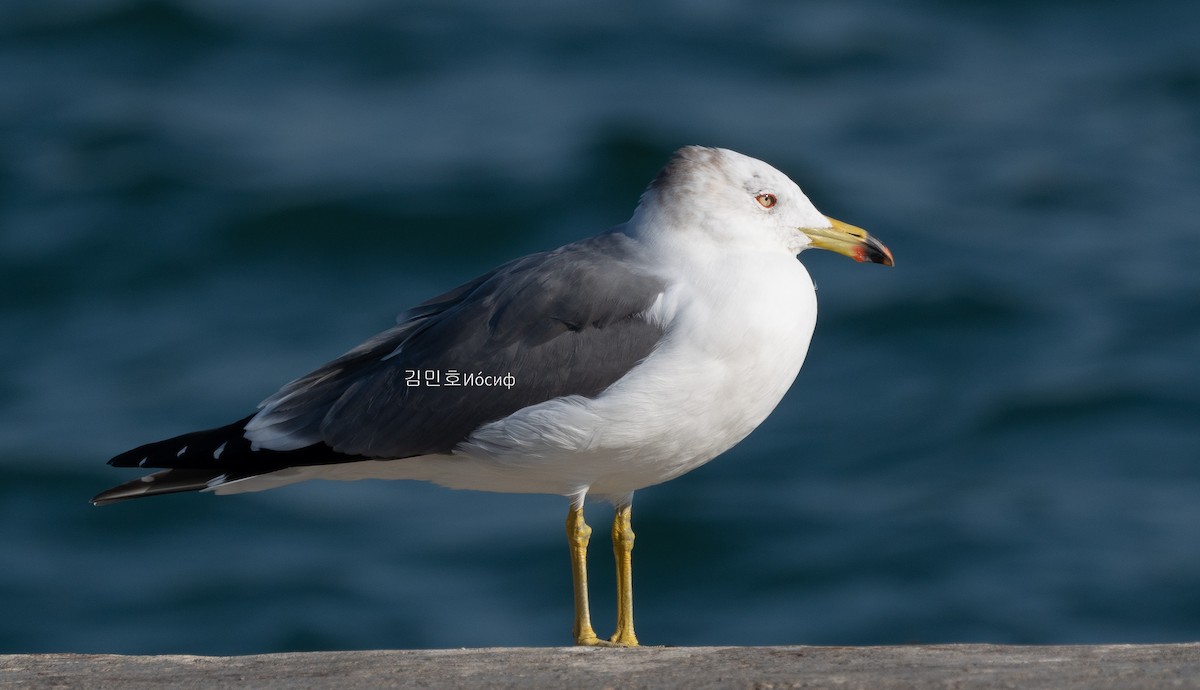 Black-tailed Gull - ML626019248