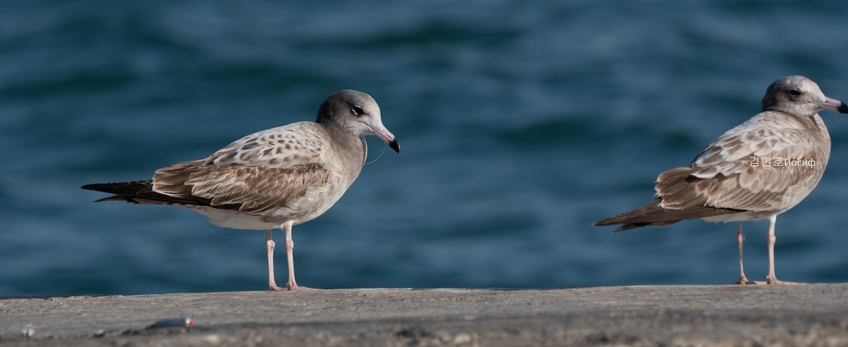 Black-tailed Gull - ML626019249