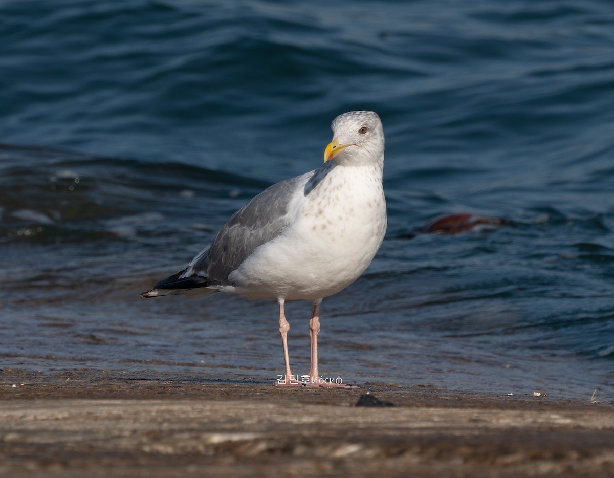 Vega Gull - ML626019251