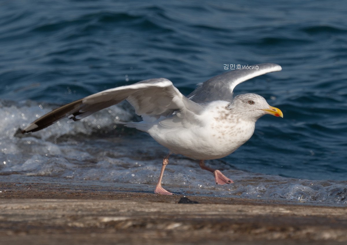 Vega Gull - ML626019252