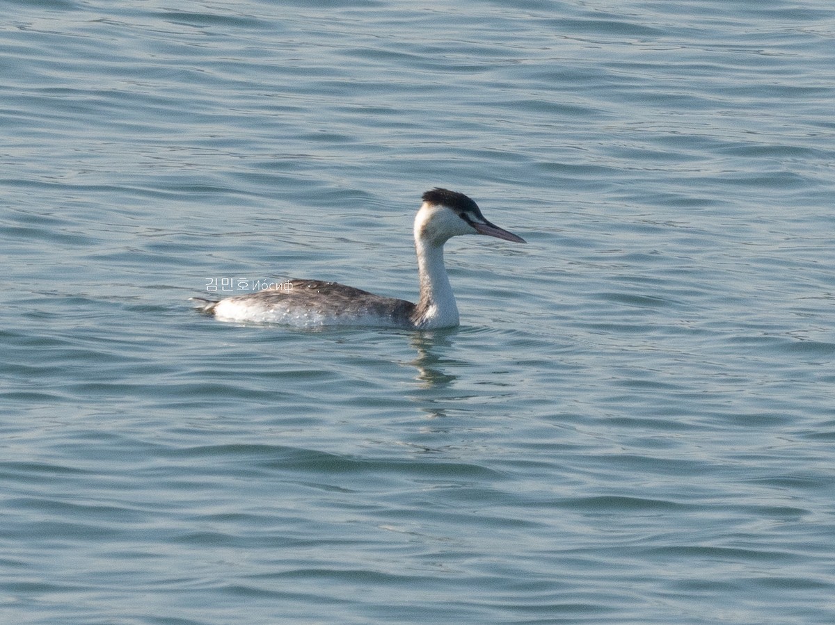 Great Crested Grebe - ML626019253