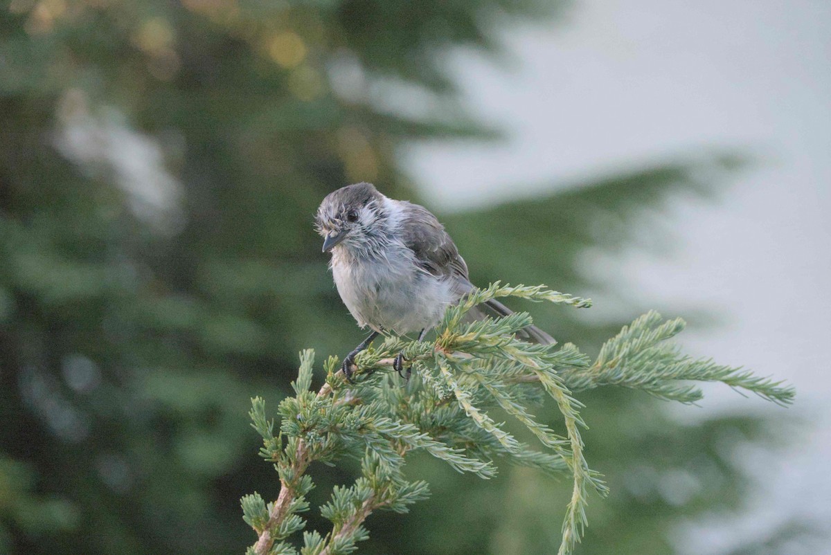 Canada Jay - ML626019289