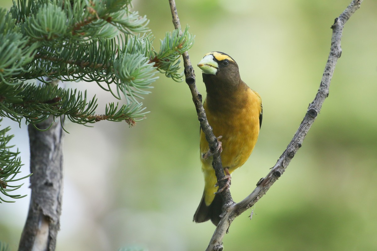 Evening Grosbeak - ML626019313