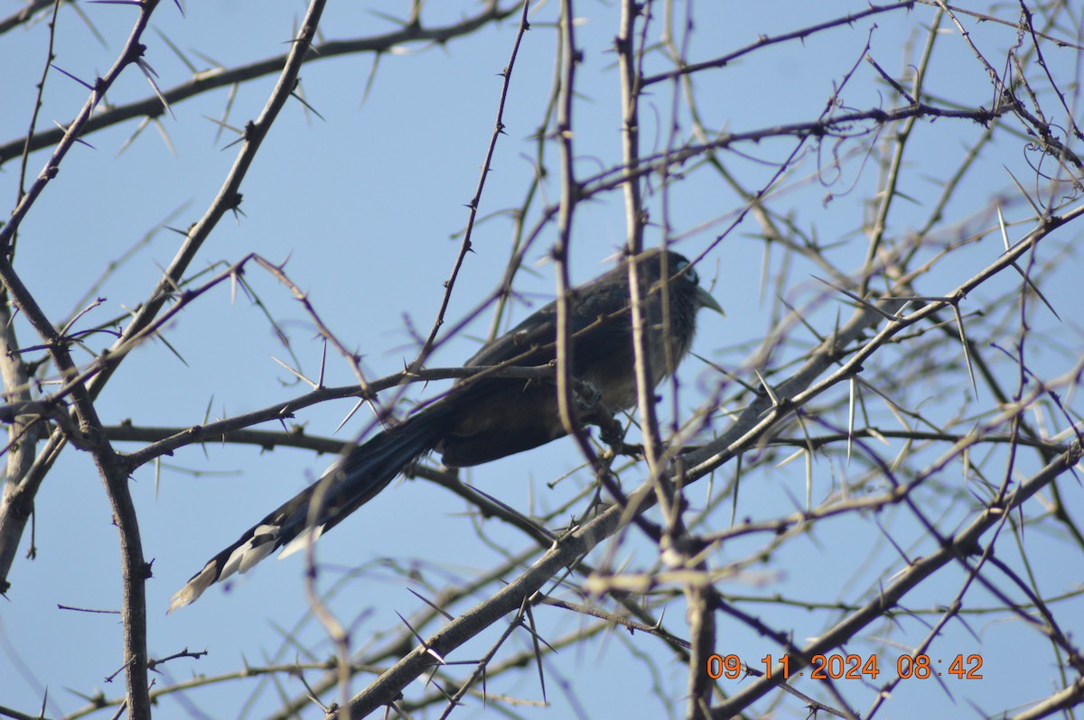 Blue-faced Malkoha - ML626019353