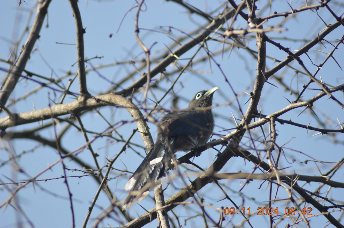 Blue-faced Malkoha - ML626019354