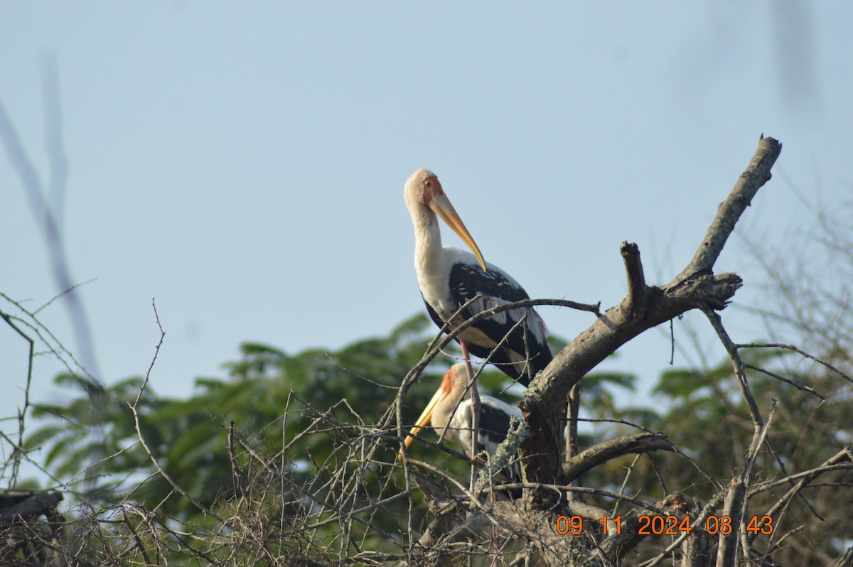 Painted Stork - ML626019427