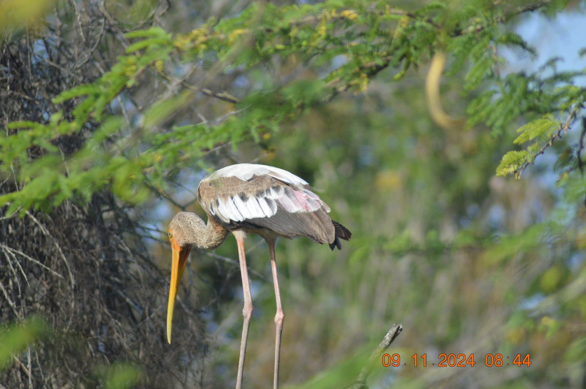 Painted Stork - ML626019428