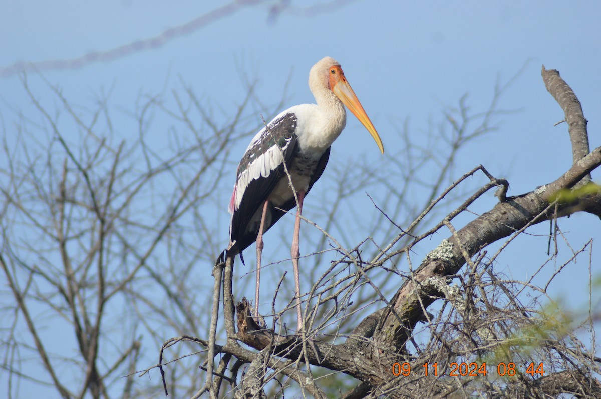 Painted Stork - ML626019429