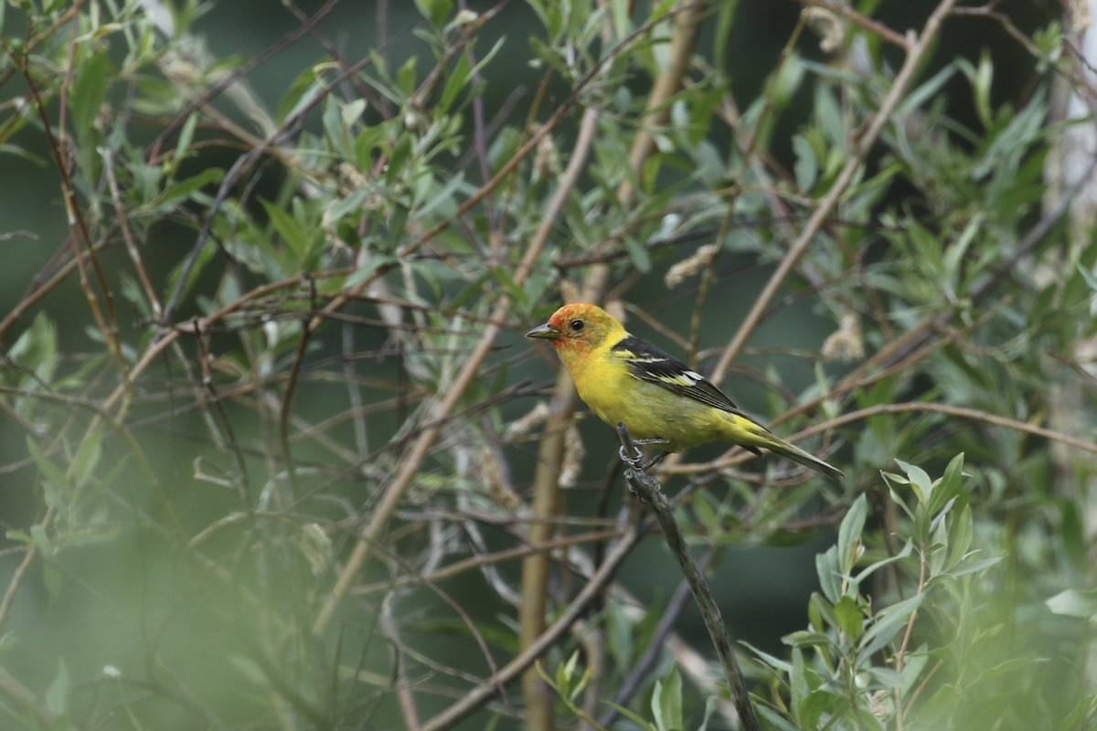 Western Tanager - ML626019438
