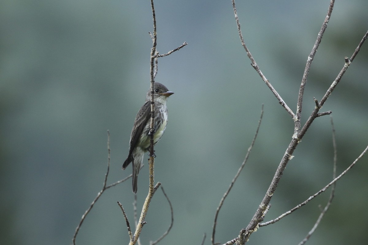 Olive-sided Flycatcher - ML626019442