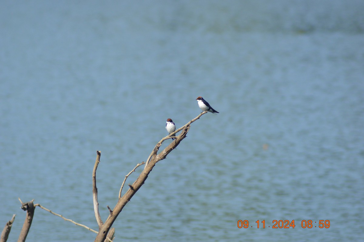 Wire-tailed Swallow - ML626019454