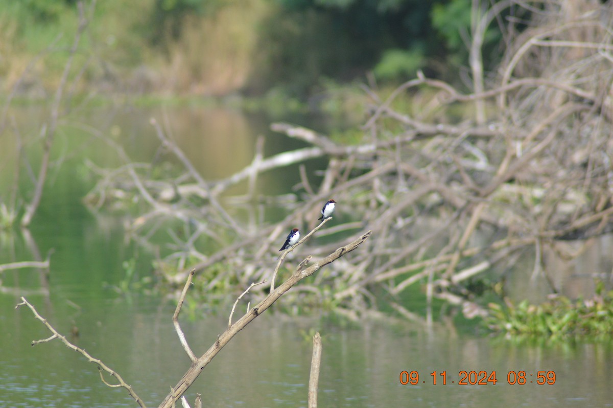 Wire-tailed Swallow - ML626019455