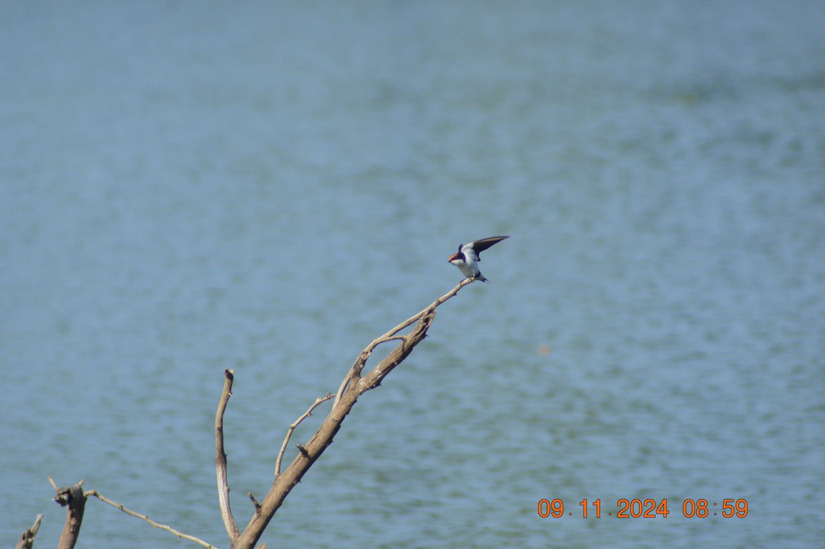 Wire-tailed Swallow - ML626019456