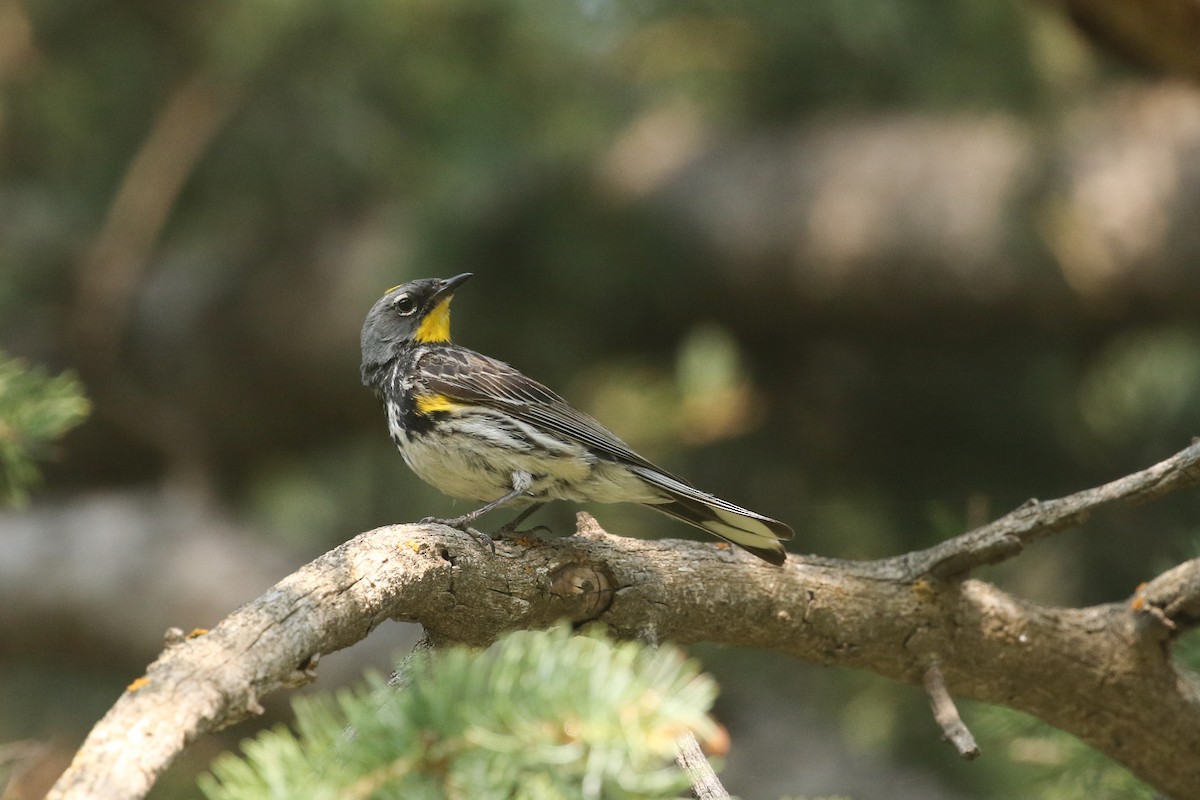 Yellow-rumped Warbler (Audubon's) - ML626019462