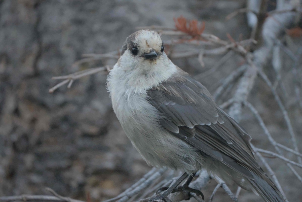 Canada Jay - ML626019469