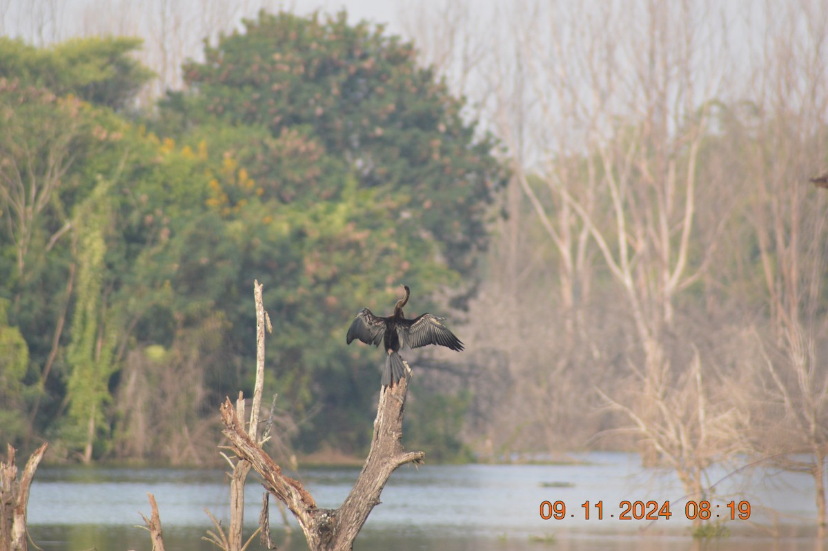 Oriental Darter - ML626019488