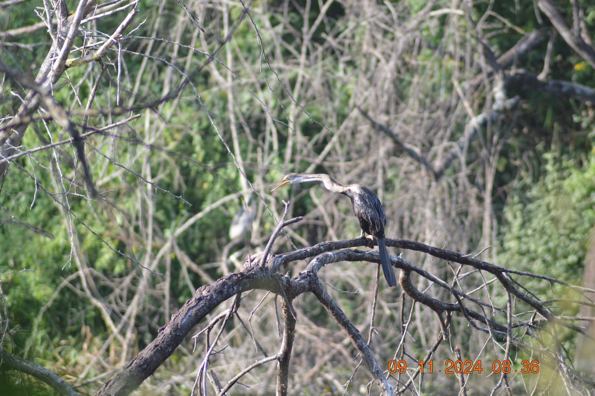 Oriental Darter - ML626019489