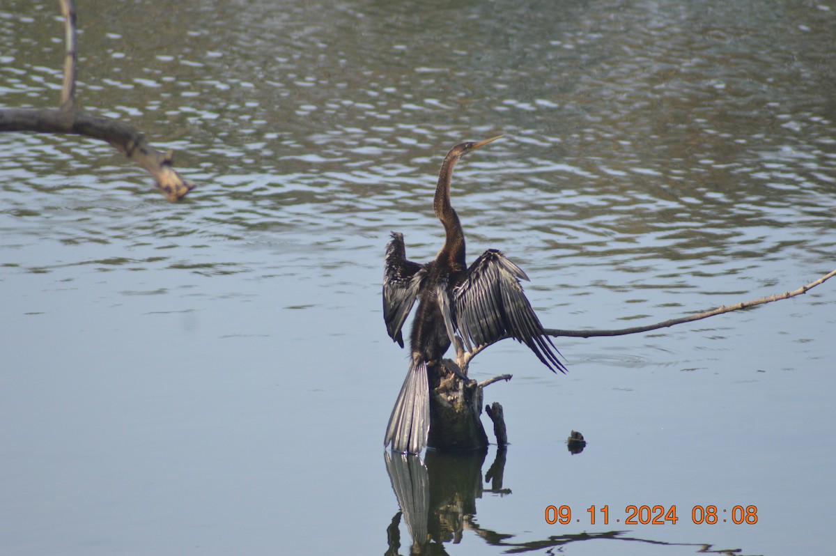 Oriental Darter - ML626019490