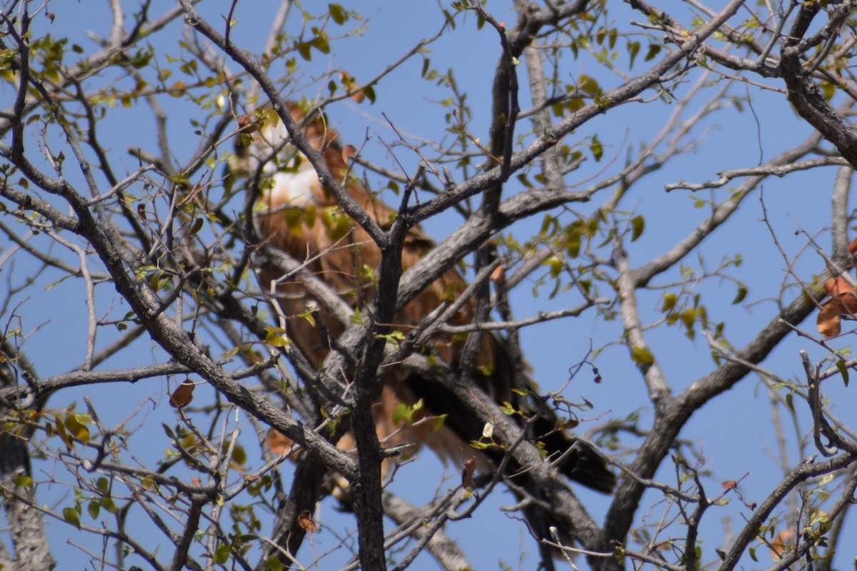 Águila Rapaz - ML626019504