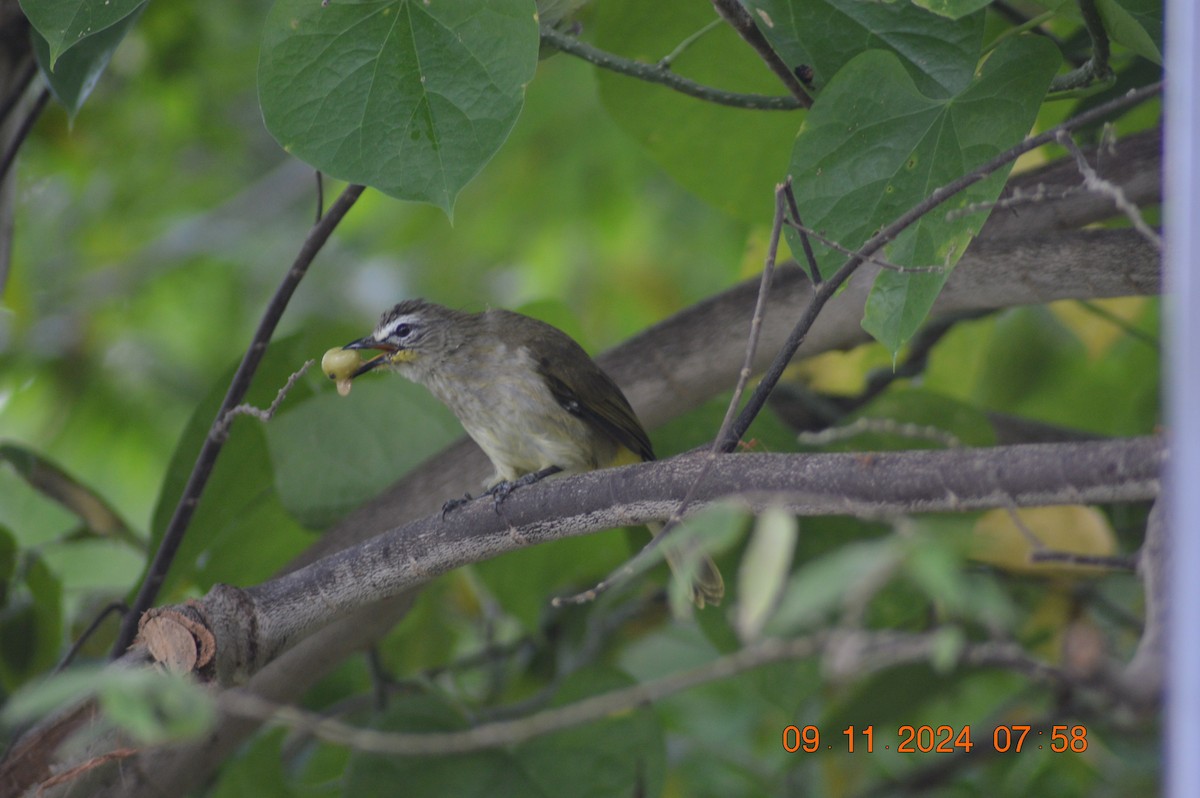 White-browed Bulbul - ML626019506