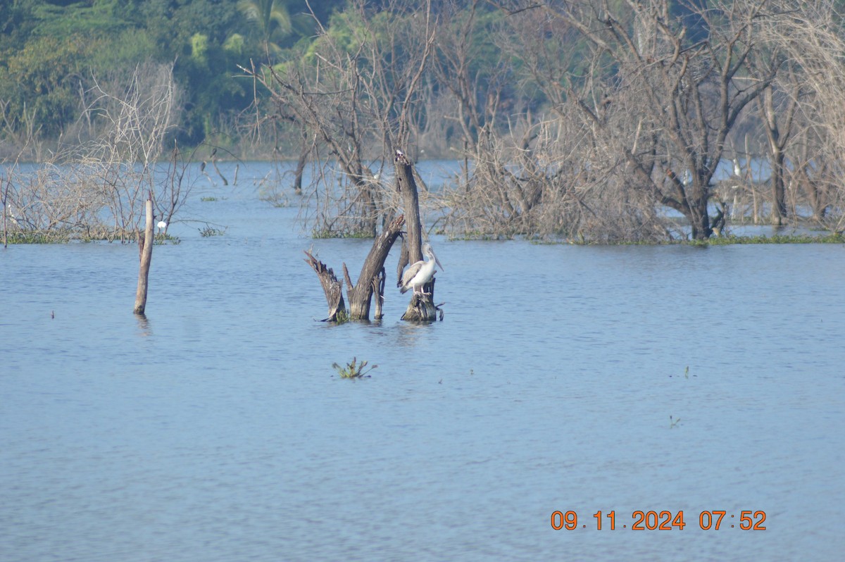 Spot-billed Pelican - ML626019541