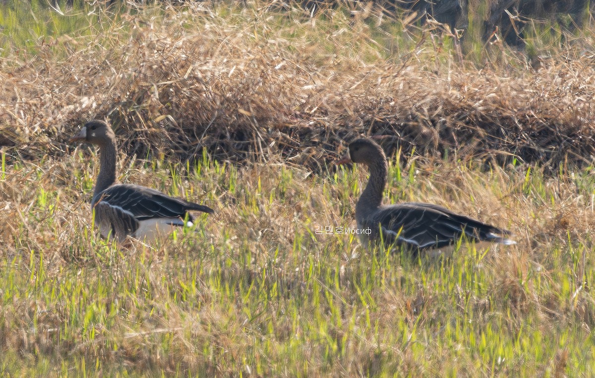 Greater White-fronted Goose - ML626019681