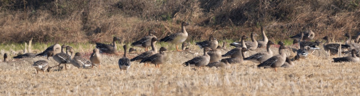 Taiga/Tundra Bean-Goose - ML626019685