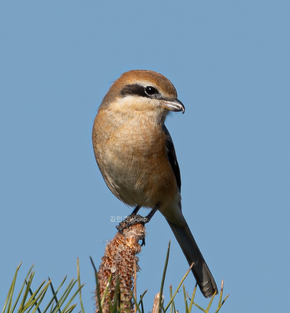 Bull-headed Shrike - ML626019687