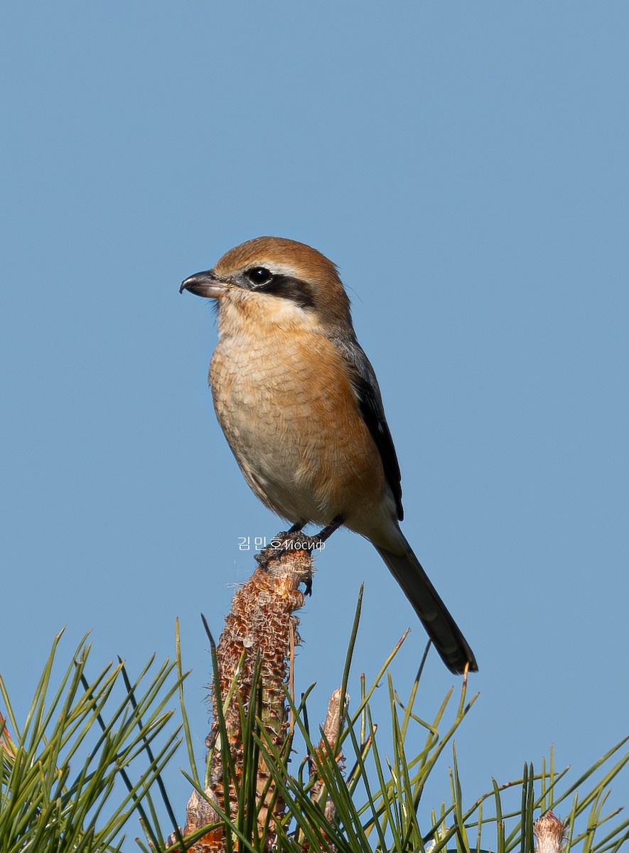 Bull-headed Shrike - ML626019688