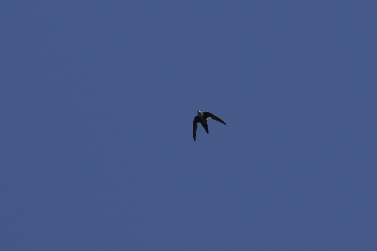 White-throated Swift - ML626019749