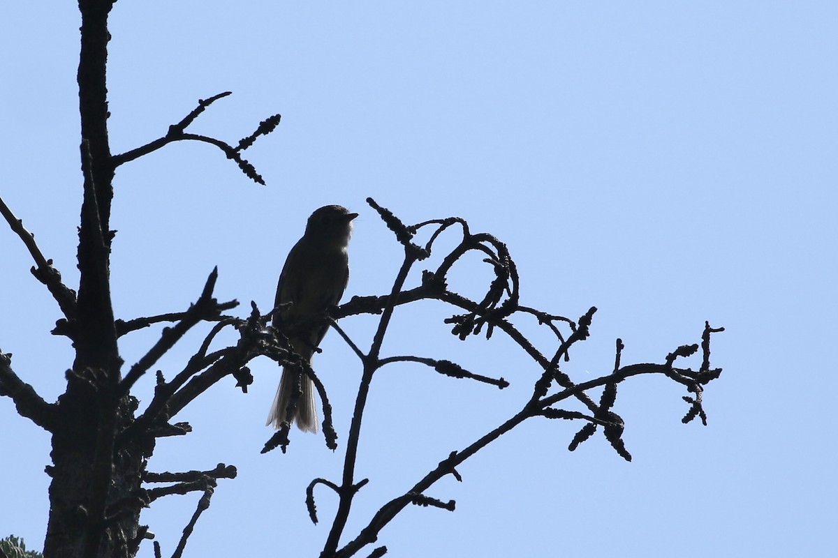 Hammond's Flycatcher - ML626019778