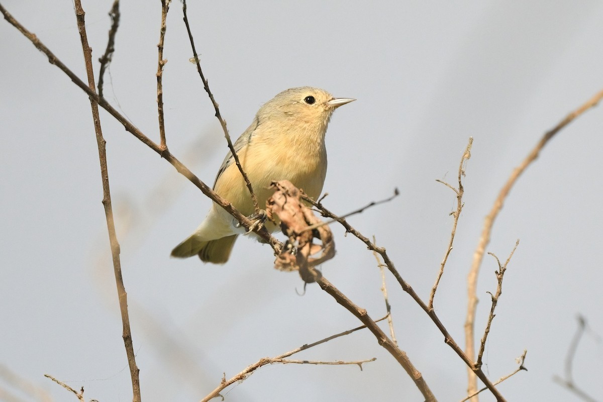 Lucy's Warbler - ML626019788