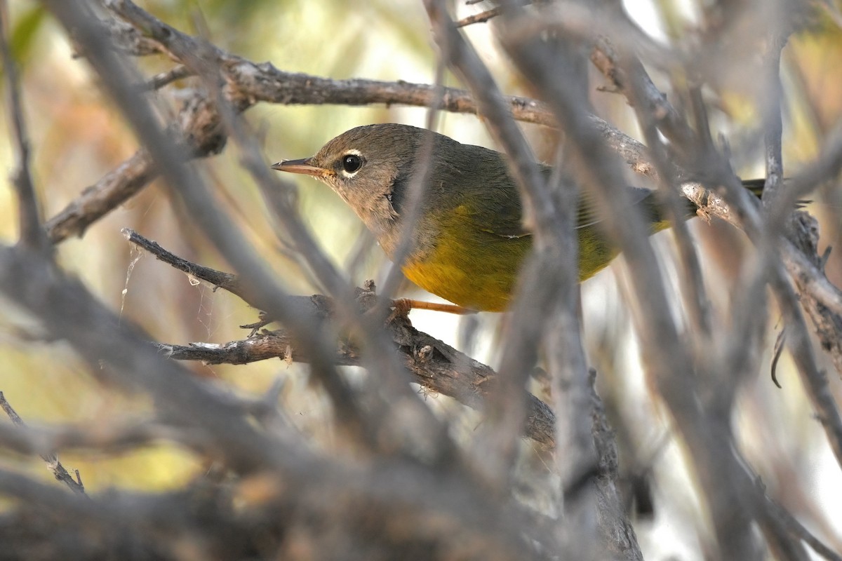 MacGillivray's Warbler - ML626019793