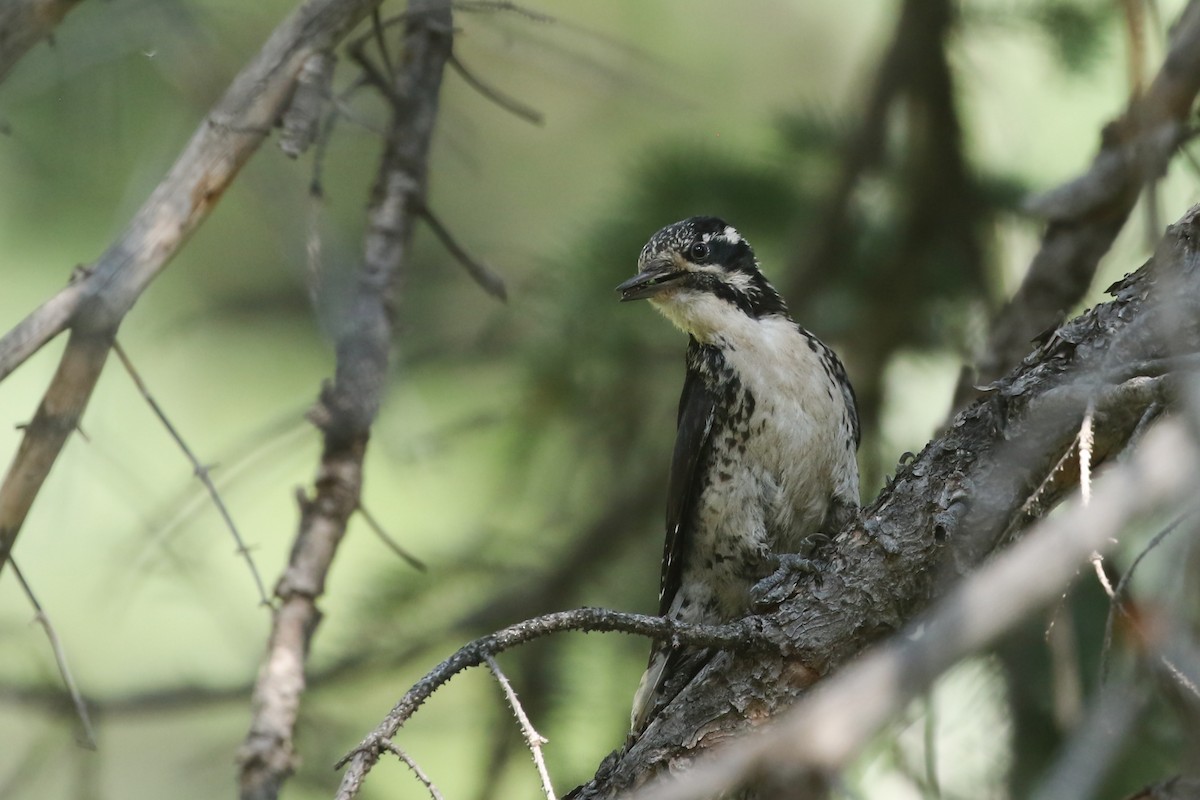 American Three-toed Woodpecker - ML626019796