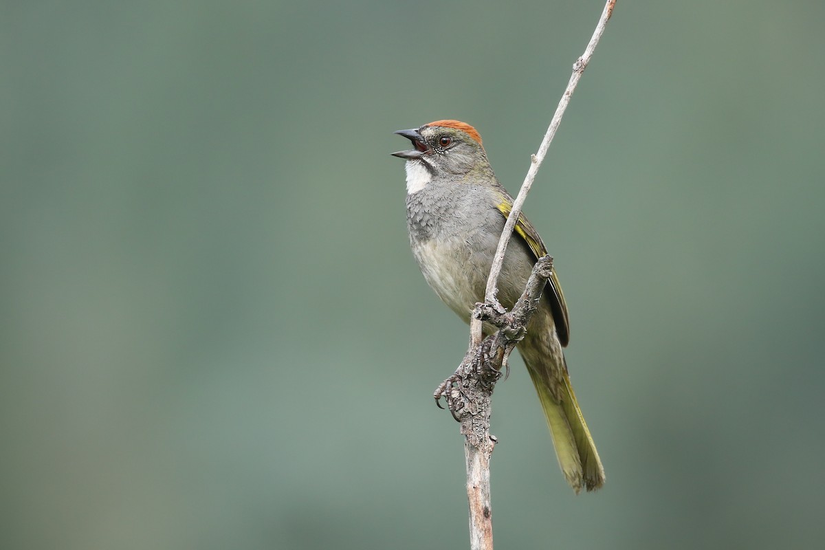 Green-tailed Towhee - ML626019821
