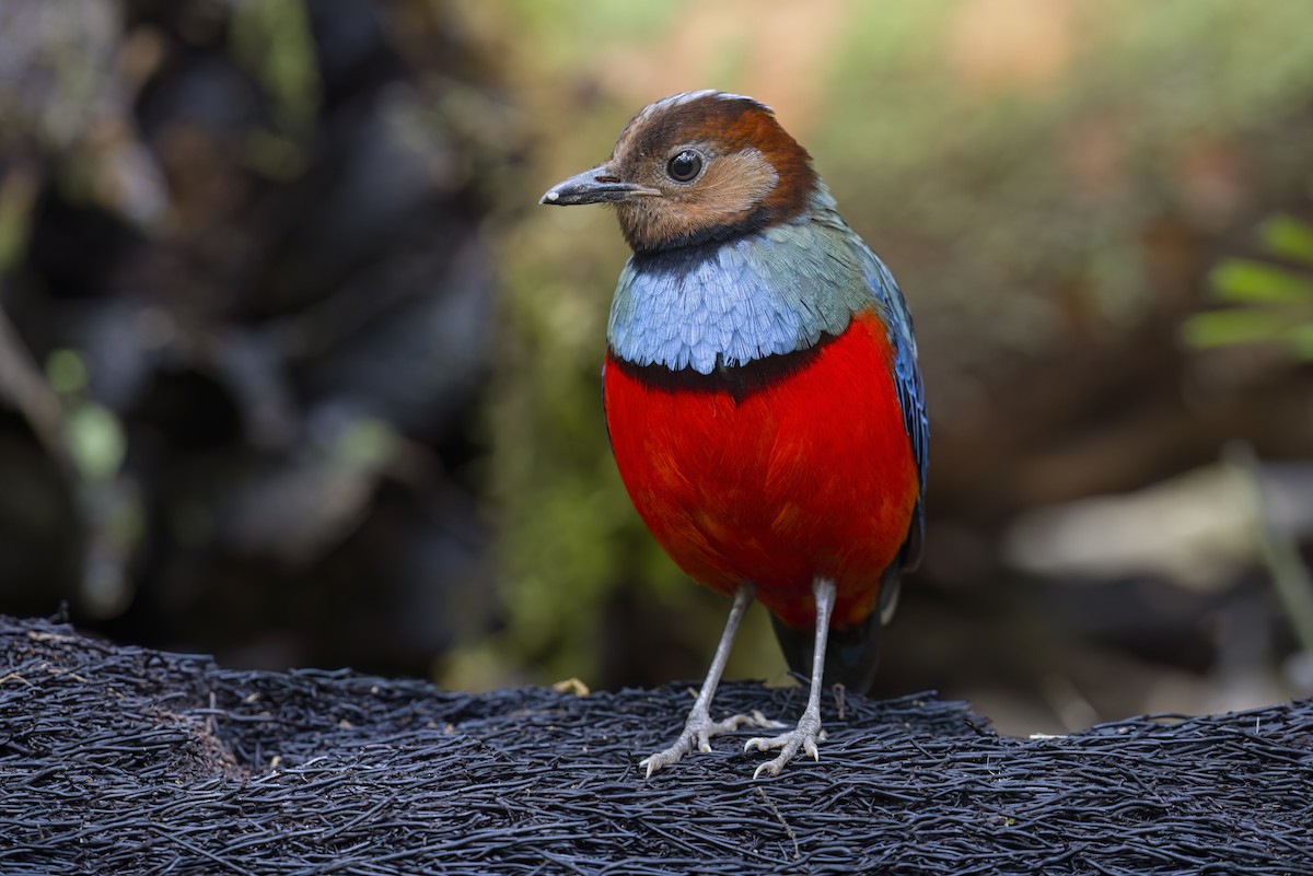 Sulawesi Pitta (Sulawesi) - ML626019843