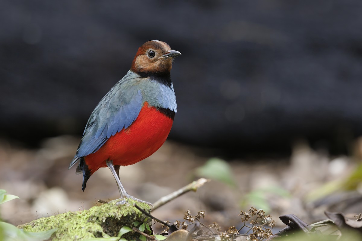Sulawesi Pitta (Sulawesi) - ML626019856
