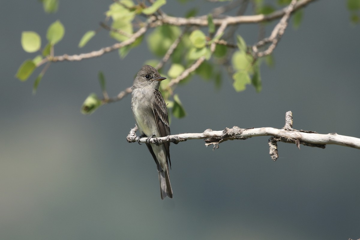Western Wood-Pewee - ML626019859