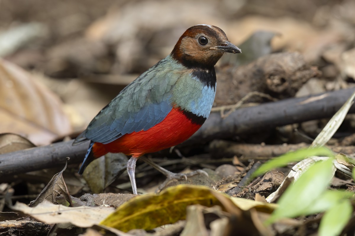 Sulawesi Pitta (Sulawesi) - ML626019864