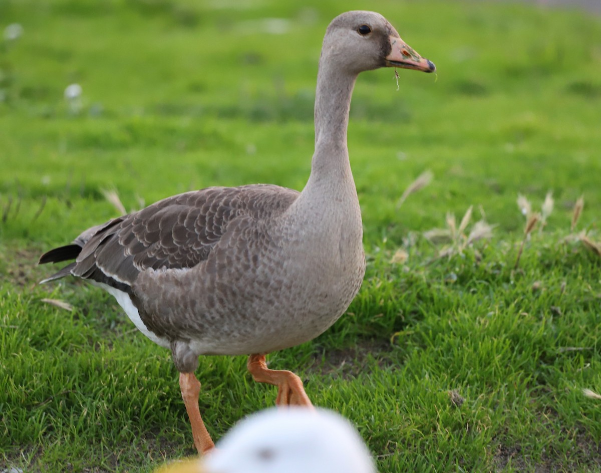 Greater White-fronted Goose - ML626019876