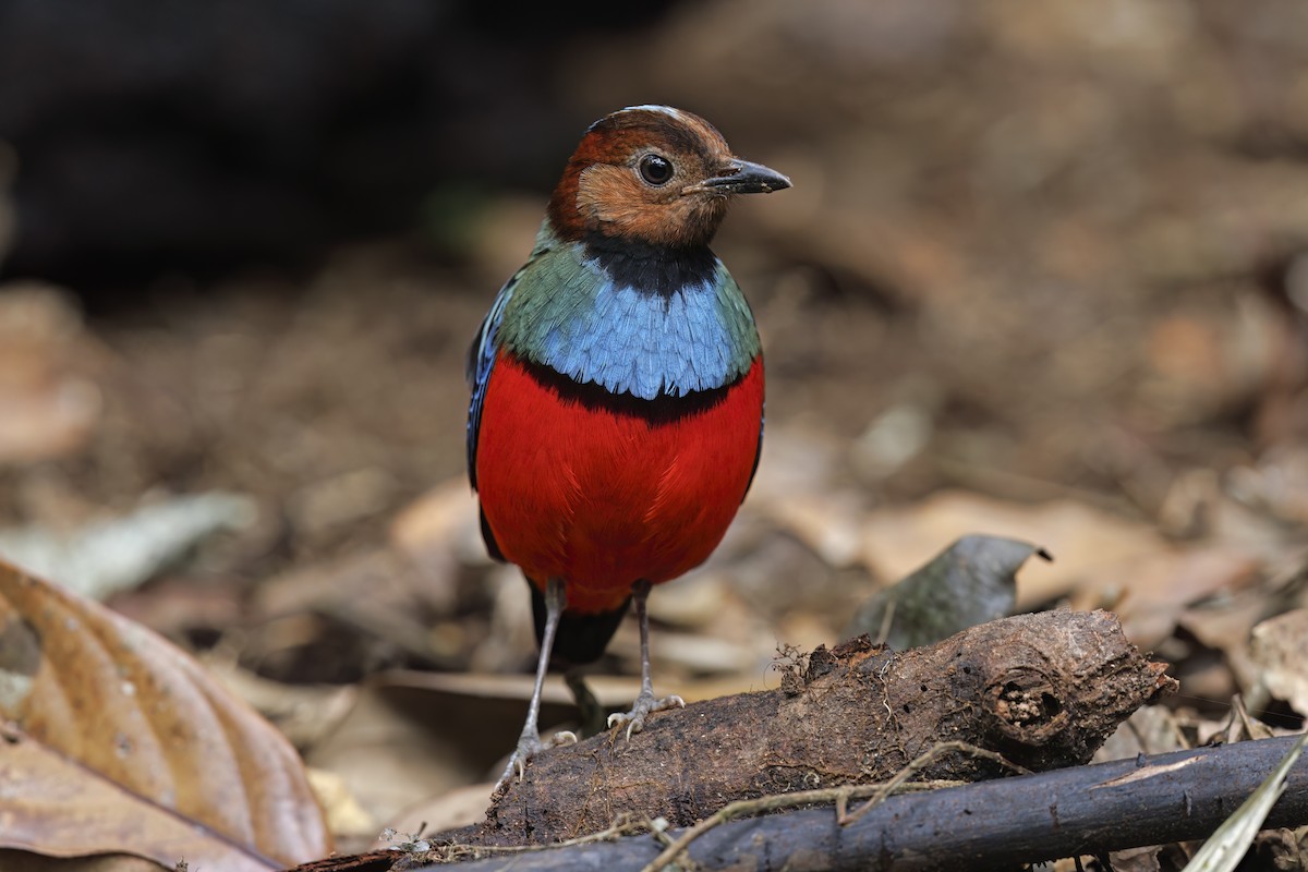 Sulawesi Pitta (Sulawesi) - ML626019877