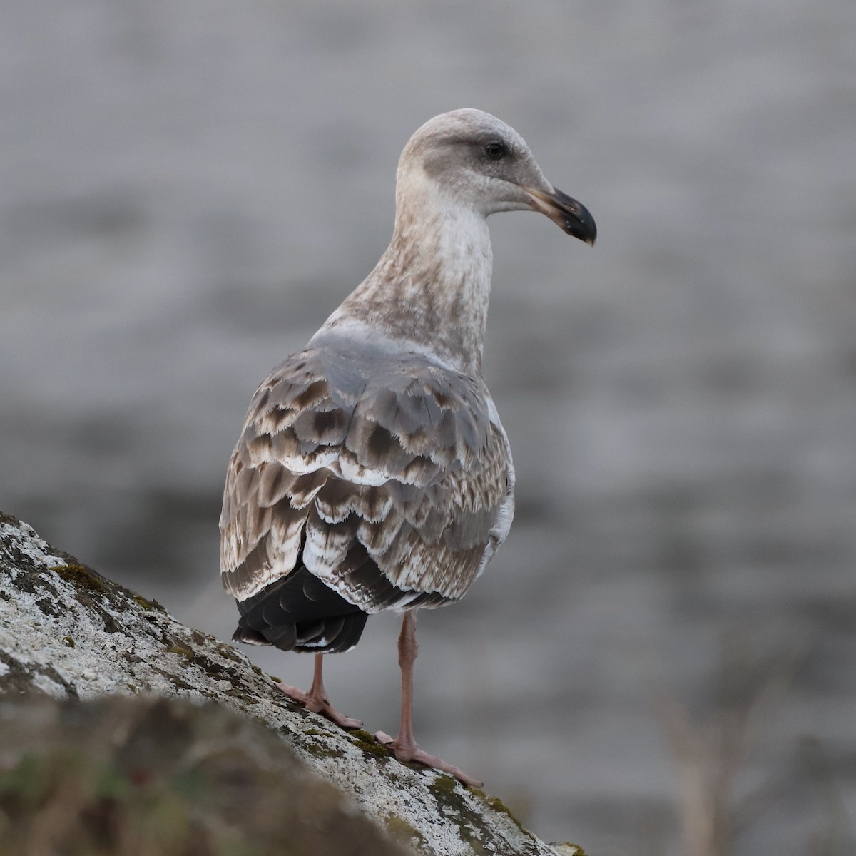 Western Gull - ML626019878