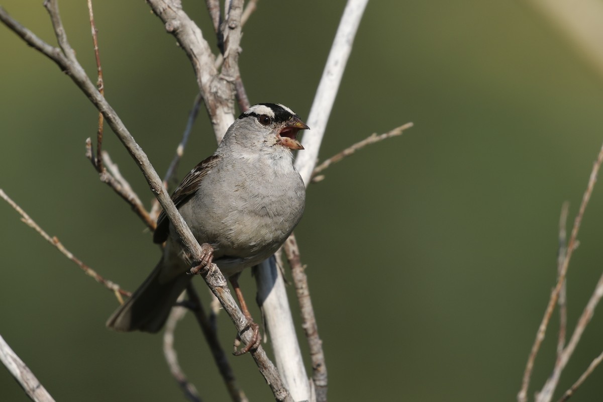 White-crowned Sparrow (oriantha) - ML626019880