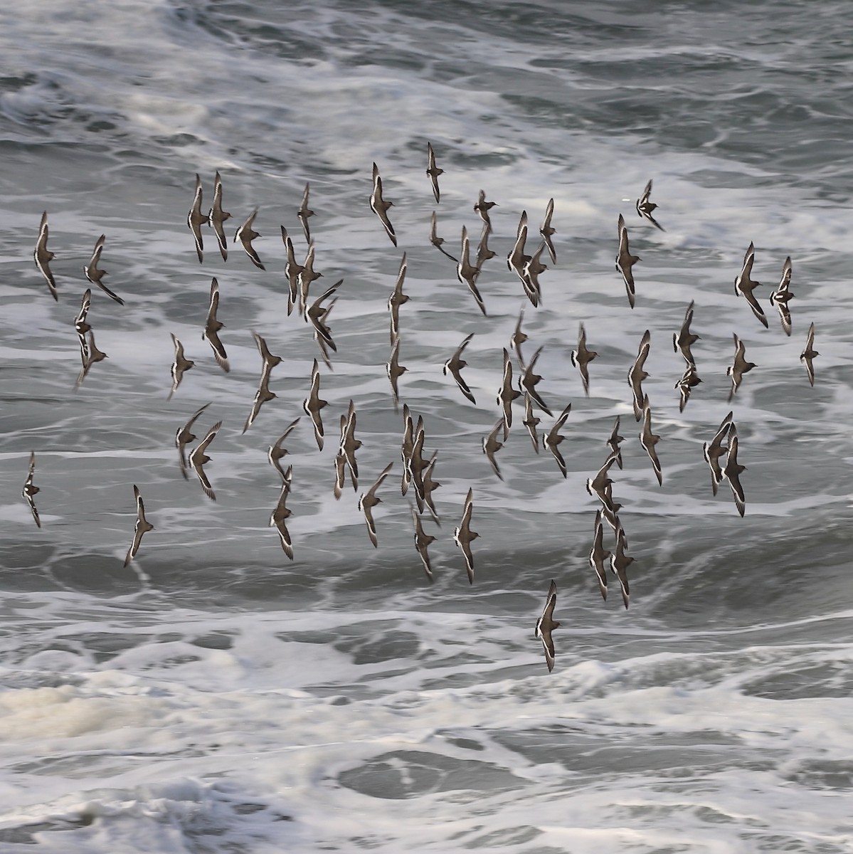 Rock Sandpiper - ML626019901