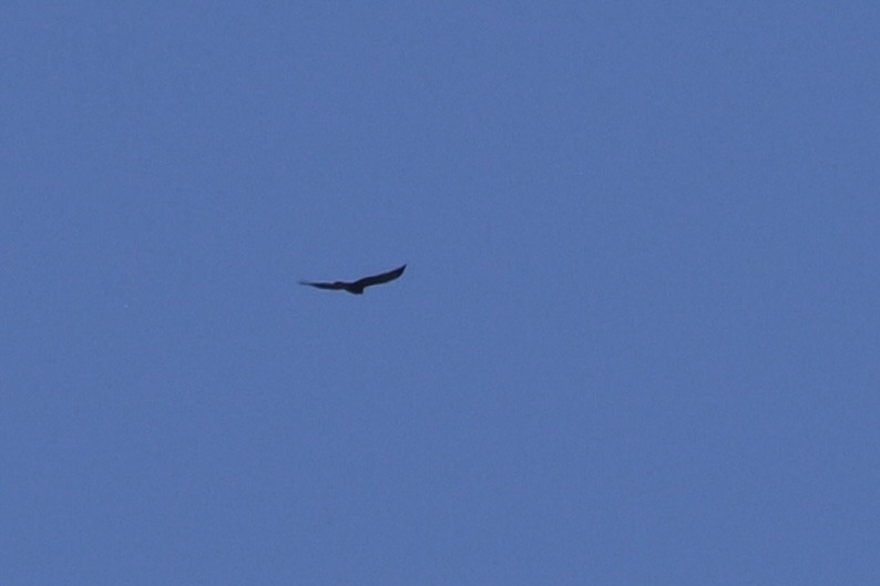 Golden Eagle - ML626019942