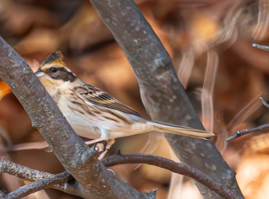 Yellow-throated Bunting - ML626019948