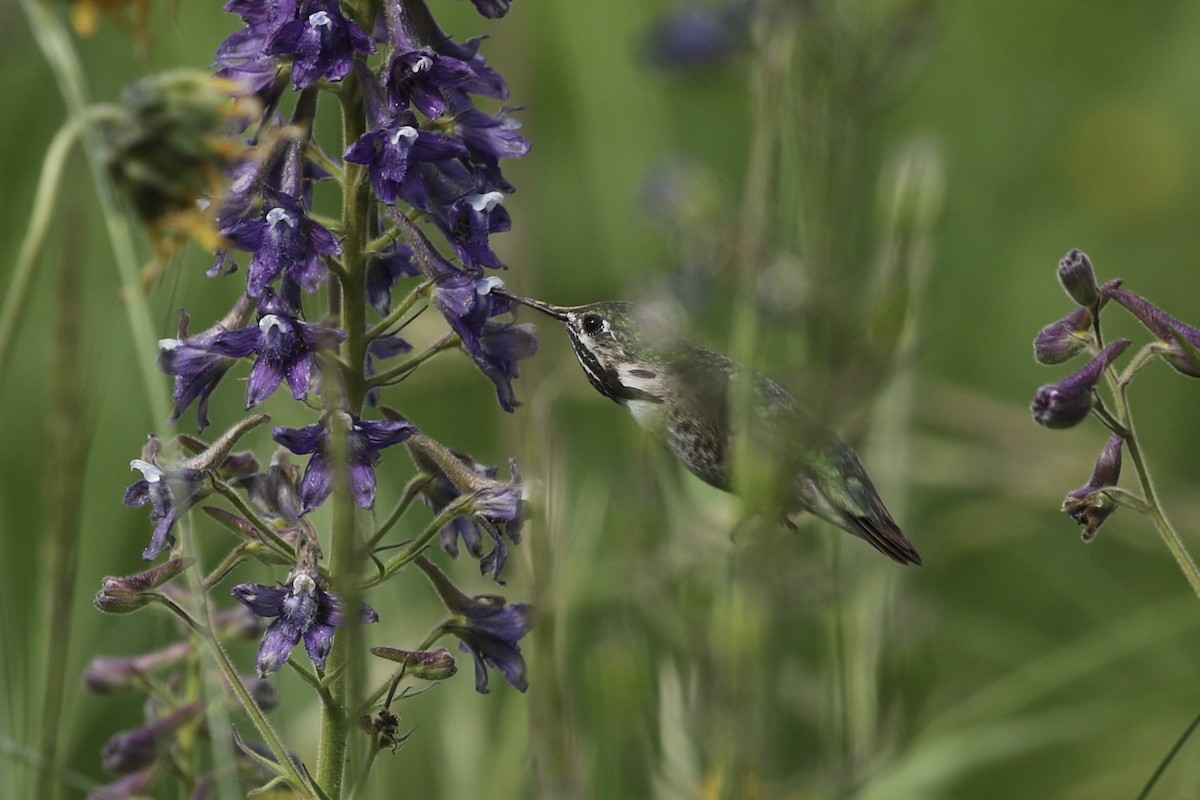 Calliope Hummingbird - ML626019955