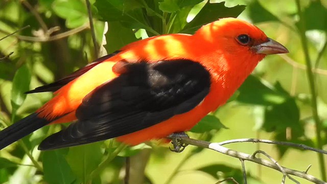 Scarlet Tanager - ML626019957