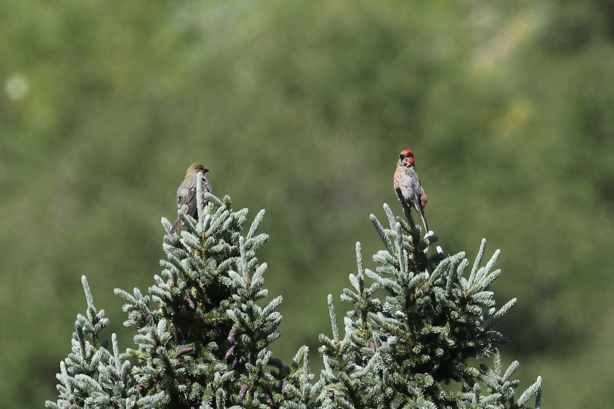 Pine Grosbeak - ML626019968