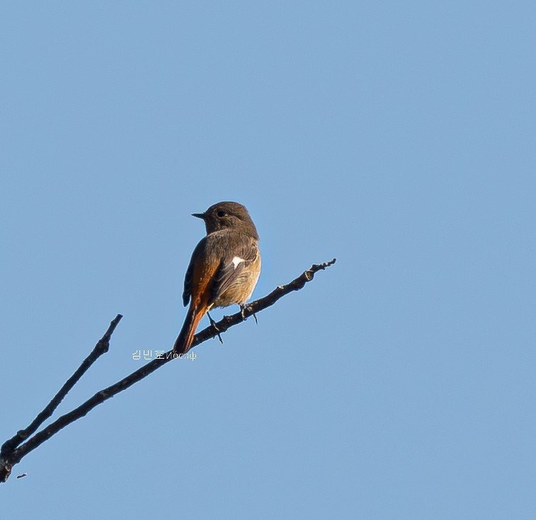 Daurian Redstart - ML626019984